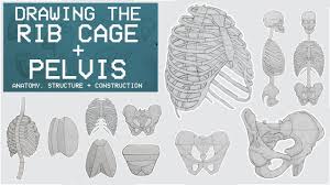 The rib cage is the arrangement of ribs attached to the vertebral column and sternum in the thorax of most vertebrates, that encloses and protects the vital organs such as the heart, lungs and great vessels. Drawing The Rib Cage Pelvis Anatomy Structure Construction Anatomy 3 Paintingtube