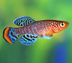 Ikan hias gajah single nose trunk elephant fish air tawar: 10 Jenis Ikan Hias Air Tawar Tercantik Di Dunia Update Lingkungan Hidup