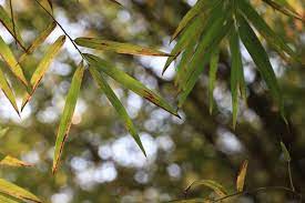 No matter the style or occasion, our inventory of house plants is sure to include lush plants and gorgeous blooms you and your loved ones will admire. Bamboo Turning Yellow Help Tips Diagnosing Preventing