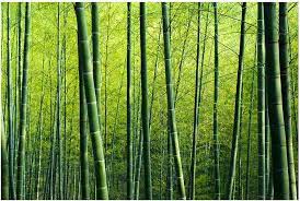 Submitted 5 months ago by dragonostic. Bamboo Wallpaper Wallpaper 3d Premium Bamboo Forest Wallpaper Mural Photo Wallpaper Bamboo Wide Wallpaper Wall Mural Photo Wallpaper Amazon De Baumarkt