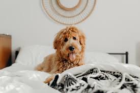 Wie viele kalorien werden eigentlich beim sex verbrannt? Mit Hund Im Bett Besser Schlafen