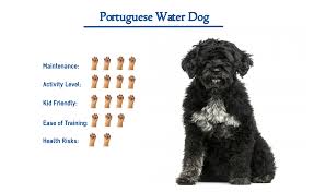Portuguese Water Dog Everything You Need To Know At A Glance
