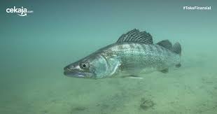 Terlebih karena belum banyak orang yang berani memelihara ikan predator di tanah air. 10 Ikan Predator Untuk Peliharaan Garang Tapi Menawan