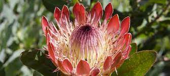 Protea At Kirstenbosch National Botanical Gardens Mediterranean Landscaping Botanical Gardens