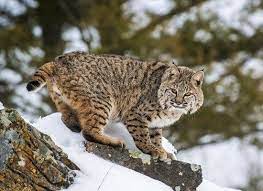 Pin On Wild Cats Of The World Great Small