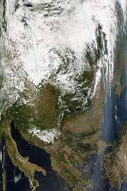 Image result for Rytigynia lewisii