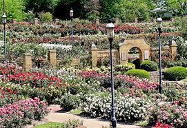 Overall Garden 2 Tyler Texas Garden Pictures Rose Garden