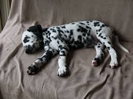 Pin By Julia Harris On Dalmatians Dalmatian Dogs Chibi