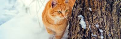If they are exposed to cold air for long enough, you might find yourself dealing with this. How Cold Is Too Cold For Cats Tips To Keep Your Cat Warm