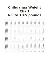 Chihuahua Growth Charts Chihuahua Puppies Weight Charts