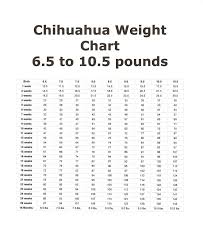 chihuahua growth charts chihuahua puppies weight charts