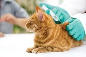 Average costs of cat vaccinations. Cat Vaccinations Cat Health Cats Guide Omlet Uk