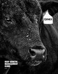 Beef Genetic Management Guide 2019 By Genex Issuu