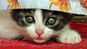 Why are cats so cute? 10 Logical Reasons Why Cats Are Cute With Pictures Pethelpful