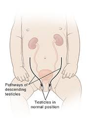 Beware that the marimo ball is a very slow grower and might only expand about 5 millimeters per year. My Child Was Diagnosed With Undescended Testicles An Expert Guide To What S Next Texas Children S Hospital