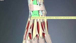 Connected to the bones by tendons, muscles move those bones in several ways. Extensor Retinaculum Youtube