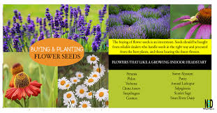 The aerogarden seed starting system works like a dream when it comes to planting houseplant seed. Buying And Planting Flower Seed Nikki Lynn Design