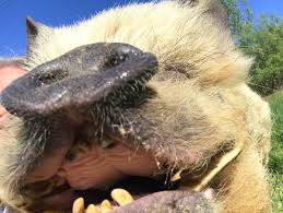 You might have come across some good jokes, but they might be old. Sam Neill On Twitter Laughing Pig I Can Tell My Pig Dad Jokes Time And Again And He Laughs Every Time