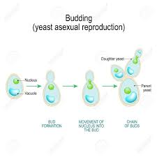 Budding Asexual Reproduction Of Yeast Cell Cross Section Of Royalty Free Cliparts Vectors And Stock Illustration Image 124341496