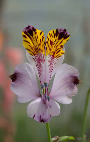 Alstroemeria Pulchra Var 10 04 16 1 Flower Photos Flowering Vines Purple Flowers