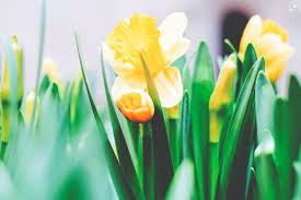 Orders of over £100 are sent free of p & p (gb mainland only). Top 5 Spring Bulbs To Order Now Powercourt Garden Pavilion Garden Centre Ireland At Powerscourt Estate