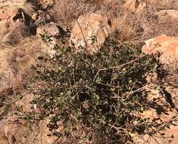 Image result for Pygmaeothamnus zeyheri