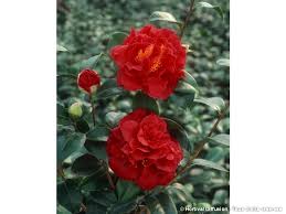 Medium growing upright evergreen shrub. Camelia Du Japon Tom Knudsen Silence Ca Pousse