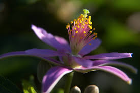 Image result for Grewia glandulosa