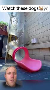 Dogs Sliding Down a Slide at Doggy Daycare - TikTok
