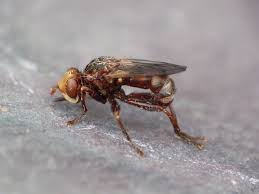 Image result for Hyppa rectilinea