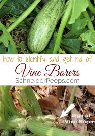 You Just Have To Say That You Re Fine Vine In The Garden Squash Vine Borers Schneiderpeeps Garden Pests Lawn Pests Organic Gardening Pest Control