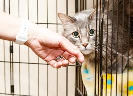 An application process is required to adopt any pet. 10 Signs Of A Bad Animal Rescue Petmd