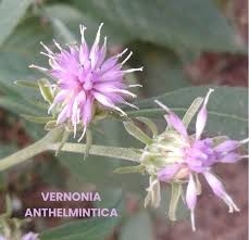 Image result for Vernonia anthelmintica
