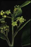 Image result for Mystroxylon