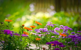 Beautiful Flower Wallpaper Hd Hd Background Happy new year 2020 wallpapers for free download. beautiful flower wallpaper hd hd