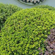 Image result for Pittosporum abyssinicum
