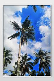 Jual bibit kelapa hijau genjah di lapak tanaman online dapatkan gambar mewarnai menanam pohon via warnaigambar.website. Langit Biru Subtropis Dan Awan Putih Tepi Laut Peta Fotografi Pohon Kelapa Fotografi Templat Jpg Unduhan Gratis Pikbest