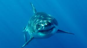 How to connect apple tv to wifi without apple tv remote. Tv News Roundup Discovery Channel Reveals Shark Week Programming Variety