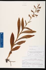 Image result for Habenaria tweedieae