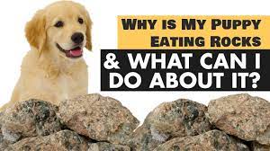 Why Is My Puppy Eating Rocks What Can I Do About It Golden Retriever Love