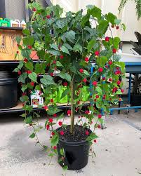 Image result for Abutilon rehmannii