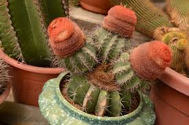 The valley boast of having one of the most variety of cactus plants, some as old as 60 years. Cactus Valley Cameron Highland Malaysia
