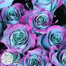 We did not find results for: First Ever Hippy Psychedelic Roses Love In At Jet Fresh Flowers Thursd