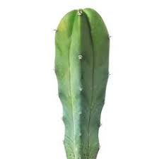 This unit is commonly used in lighting layouts in parts of the world where united states customary units are used. 99 Cactus Ideas Cactus Plants Cactus Plants