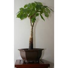 Baobab Vente Baobab Adansonia Digitata Plante Plante Interieur Vent
