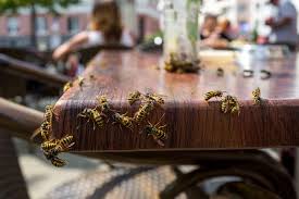 Get free shipping on qualified yellow jackets pest control or buy online pick up in store today in the outdoors department. Wasp Exterminator Columbus Ohio Best Wasp Removal Service Integrity Pest Solutions