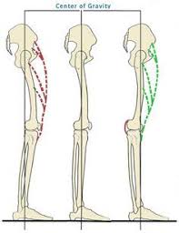 Hyperextending The Knees Is A Common Postural Mistake We All Make But It Can Speed Up The Degeneration Of Our Spin Yoga Anatomy Muscle Anatomy Massage Therapy