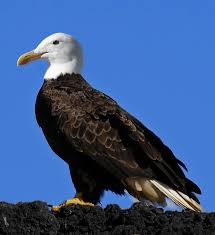 I Created This To Annoy My Older Brother Who Is A Bird Enthusiast Reddit I Present To You The Seagle Bald Eagle Eagle American Bald Eagle