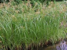 Image result for Cyperus longus