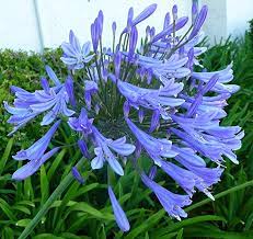 Amazon Com Agapanthus Africanus Lily Of The Nile 3 Live Plants 2 Pot Size Blooming Groundcover Ga Agapanthus Plant Agapanthus Africanus Agapanthus